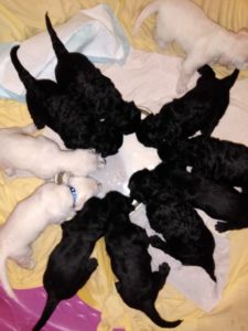 puppies (Medium)